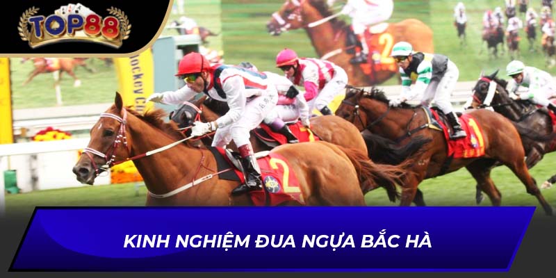Kinh nghiệm đua ngựa Bắc Hà